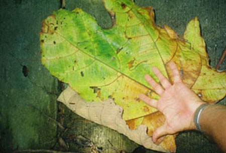 Big-Leaf