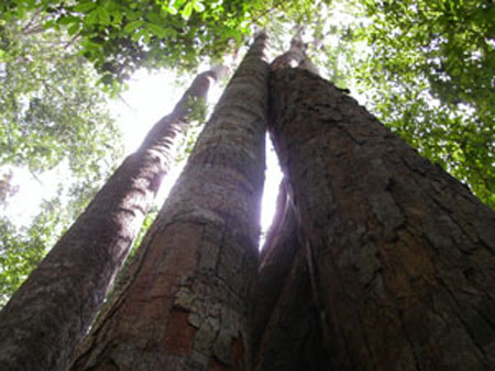 Trees